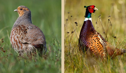 Hungarian Partridge and Pheasant