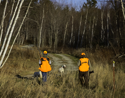 Hunting dog training